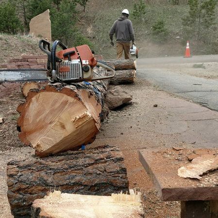 Logs safely cut during tree thinning