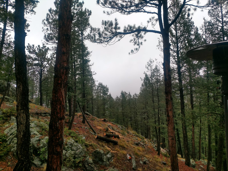 Steep forested slope on fire mitigation site