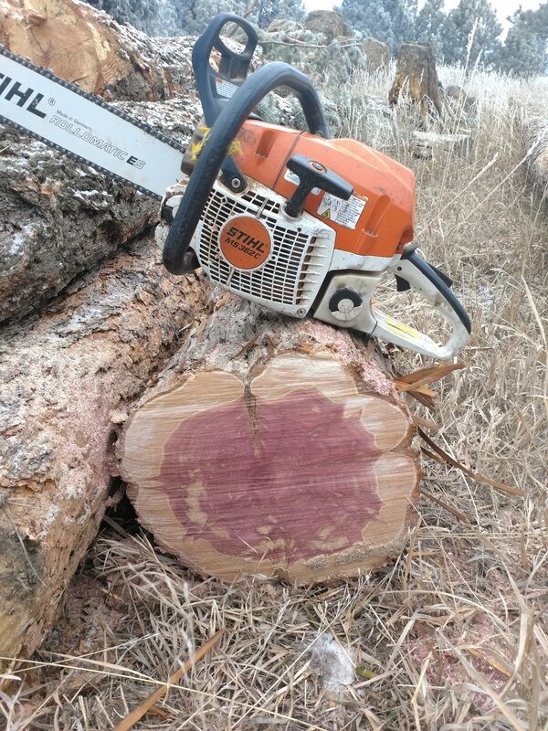 A cedar log cut during a fire mitigation project.
