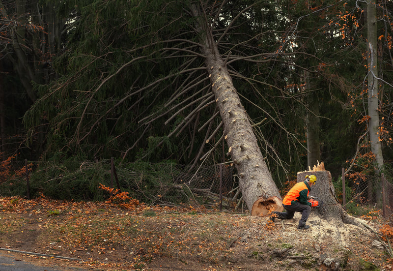 Felling a large tree during wildfire mitigation