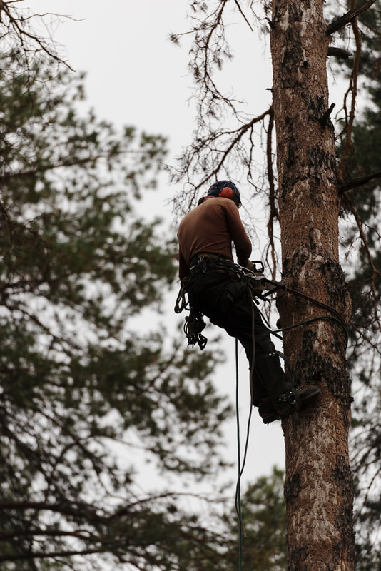 A tree trimmer and tree feller at work