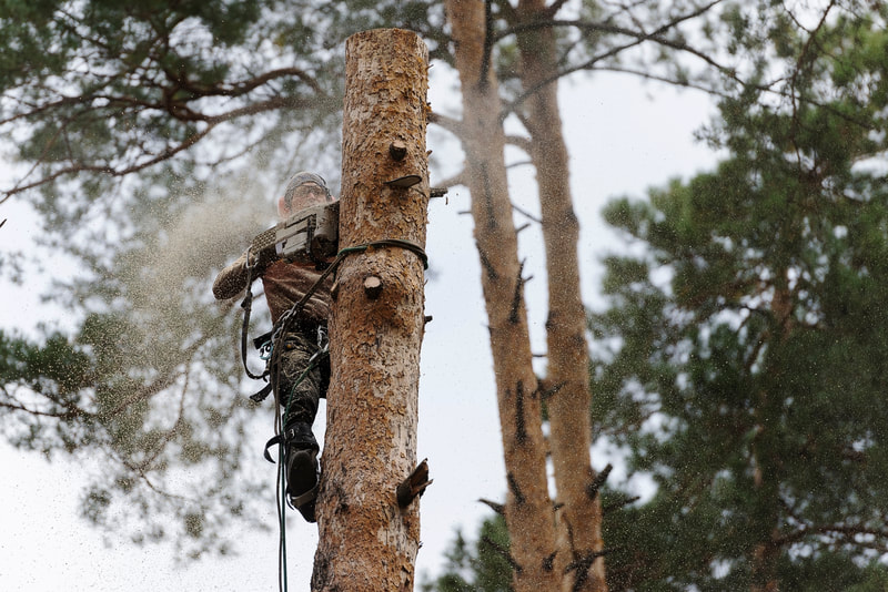 Safetly felling a tree during fire mitigation