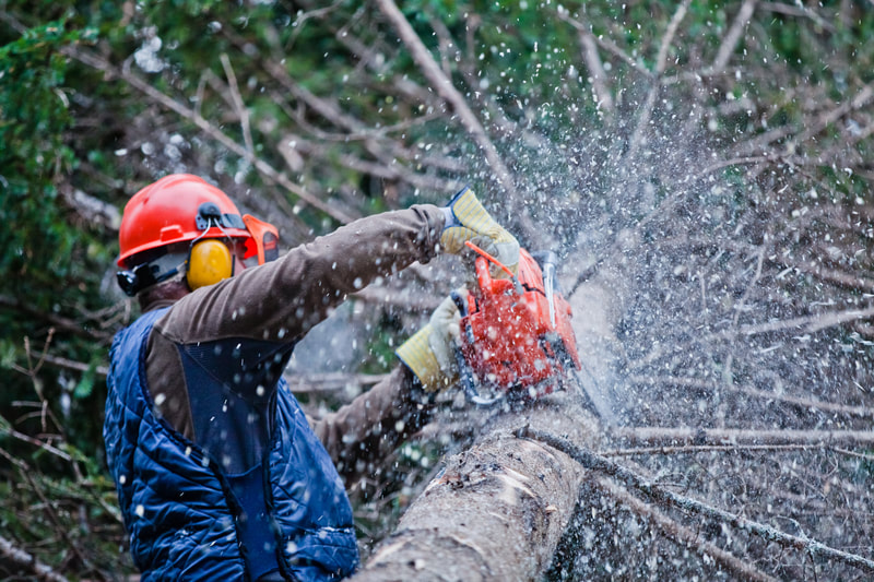 Using a chain saw to break up felled trees