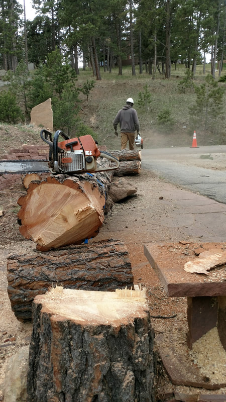 Chain sawed logs at a fire mitigation site in Genesee, Co
